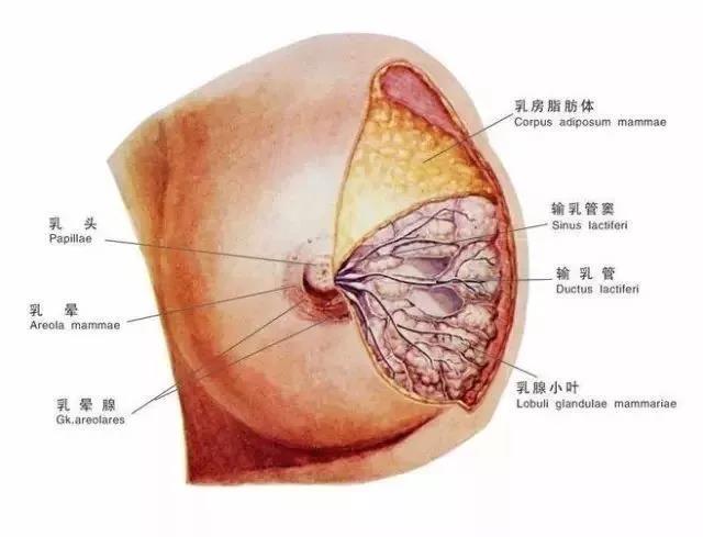 绝大多数的乳腺癌都是由乳腺增生恶变而来,乳腺增生作为乳腺癌的早期